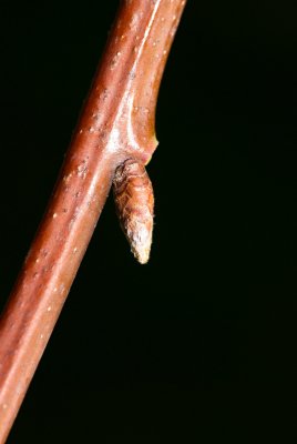 Quercus palustris - dub bahenní - pupen